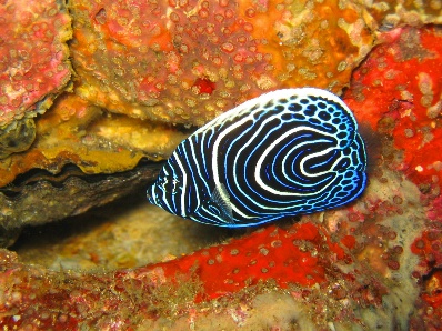 The metal simple lock picking tools sure